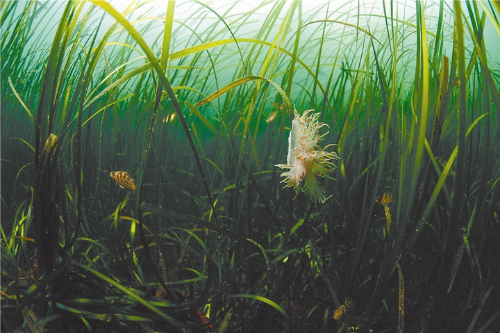 海洋中不可或缺的植物——海草床