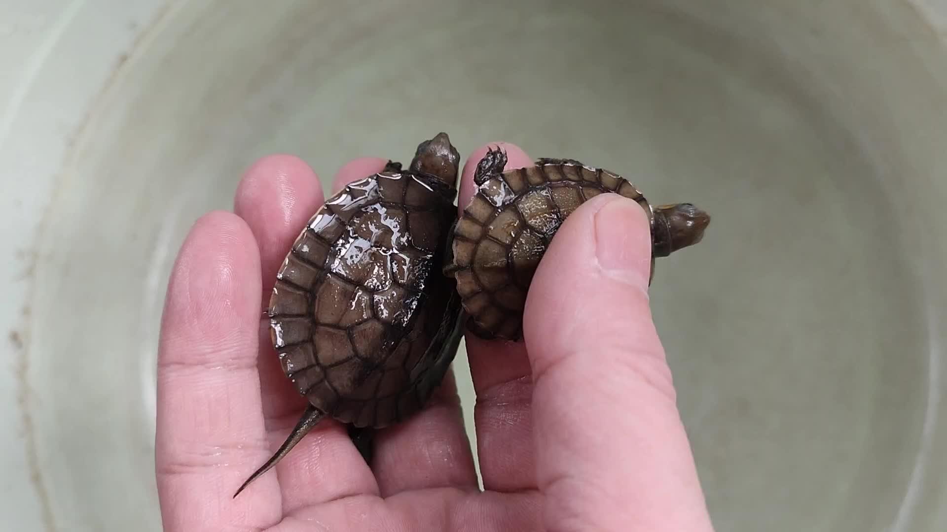 小青(青青)与南石区别 怎么区分,傻傻分不清? - 知乎