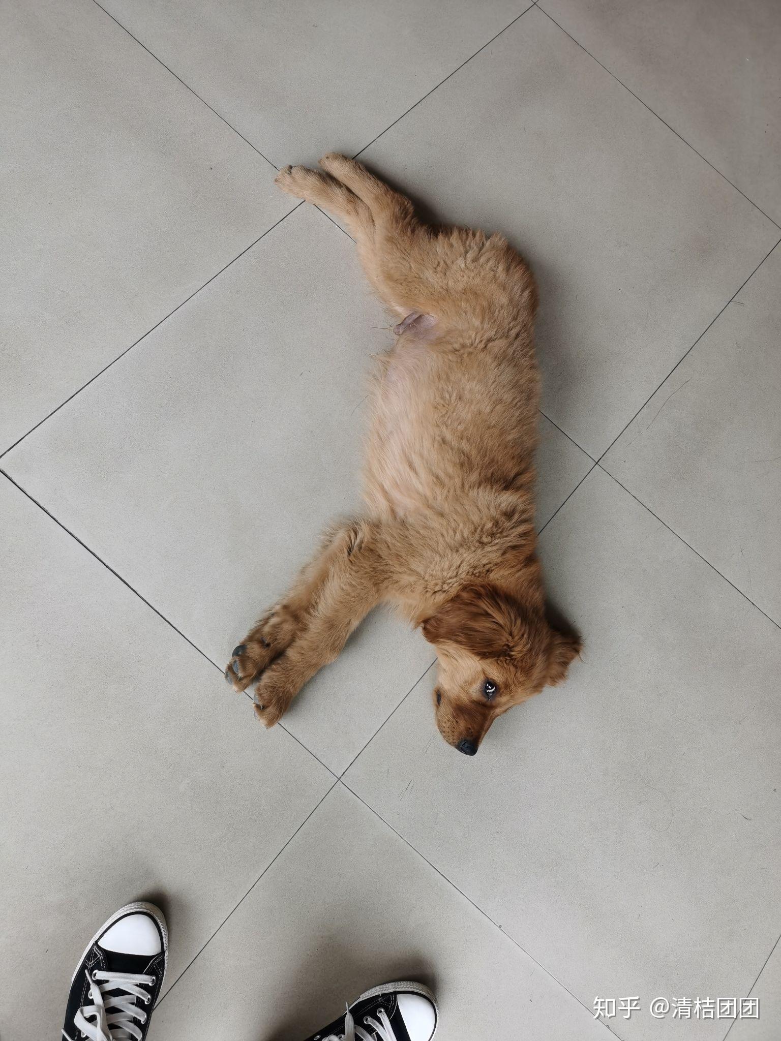 五六个月的金毛应该多大?