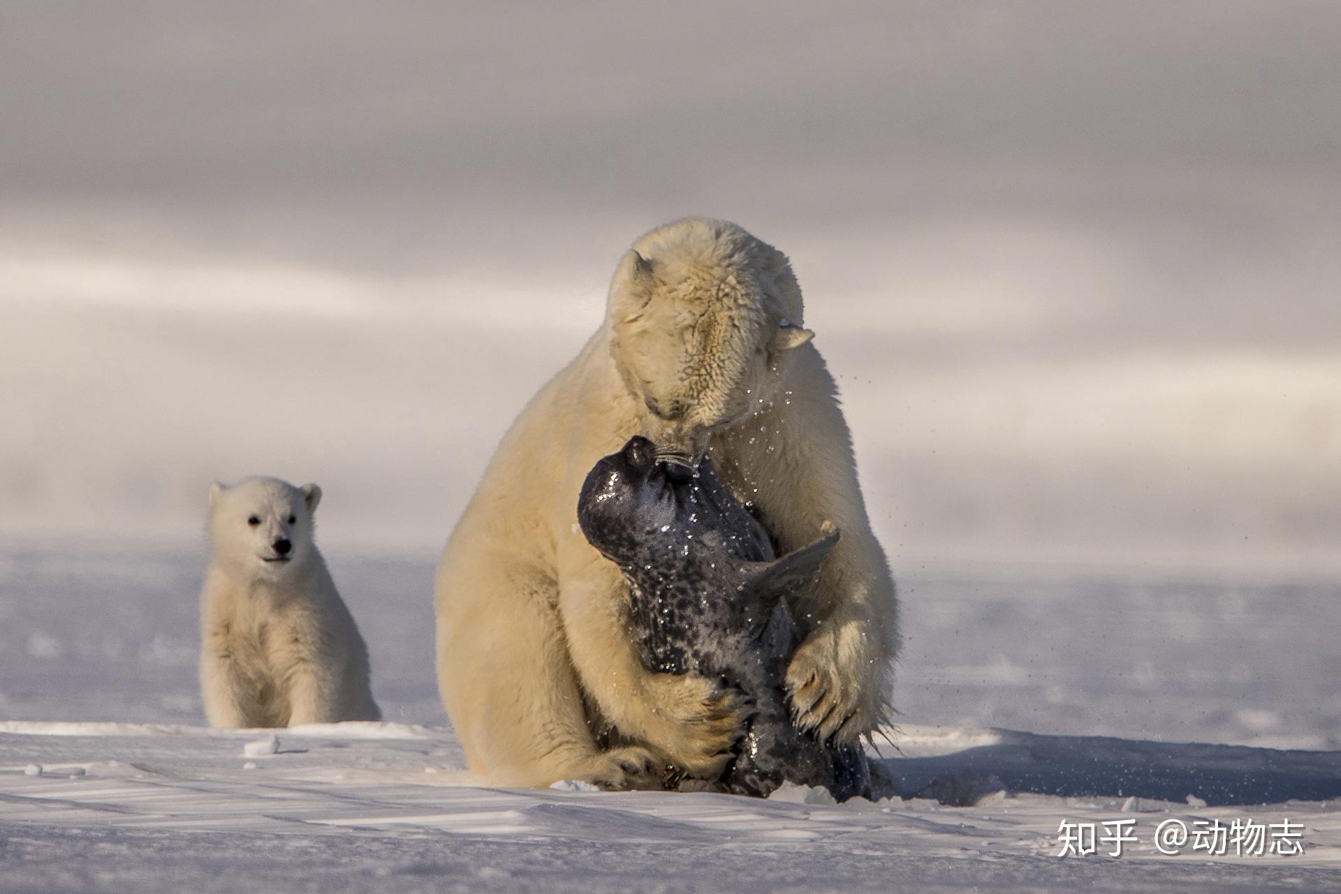 北极熊宝宝 - 高清图片，堆糖，美图壁纸兴趣社区