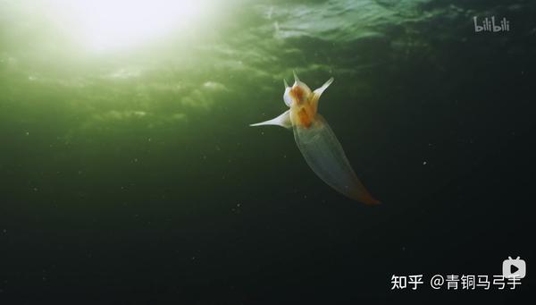 2023BBC地球脉动(S3E1)笔记：海陆之间 - 知乎