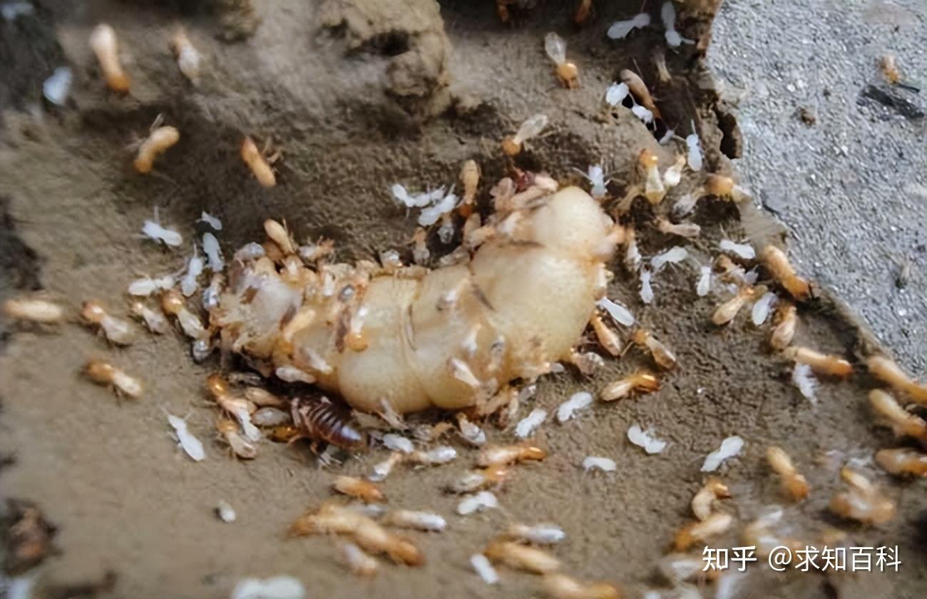 浙江一大坝挖出生长十几年白蚁后，防治白蚁的方法有哪些？-搜狐大视野-搜狐新闻
