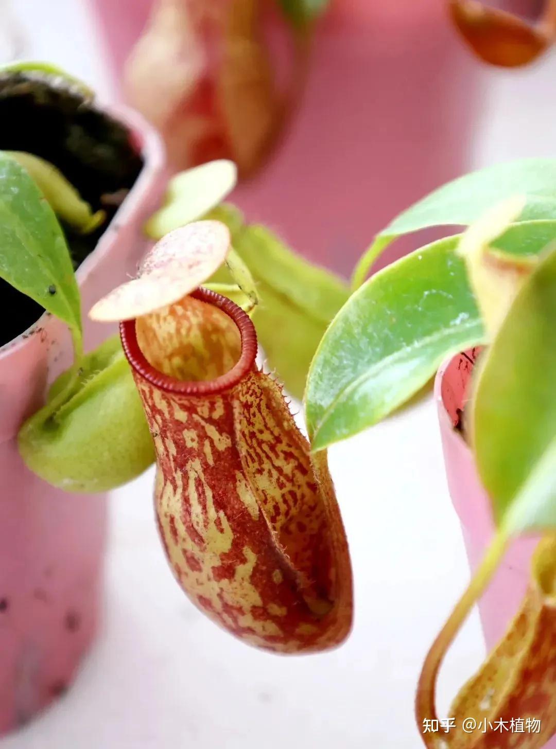 猪笼草：植物界的