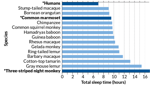 在灵长类动物中 人类为什么平均睡眠时间最少 睡眠时间在进化上对人类有哪些影响 知乎
