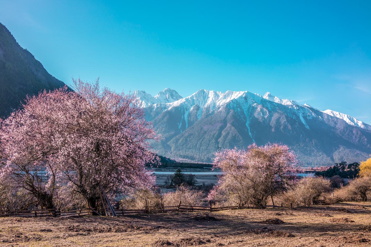 西藏林芝桃花篇