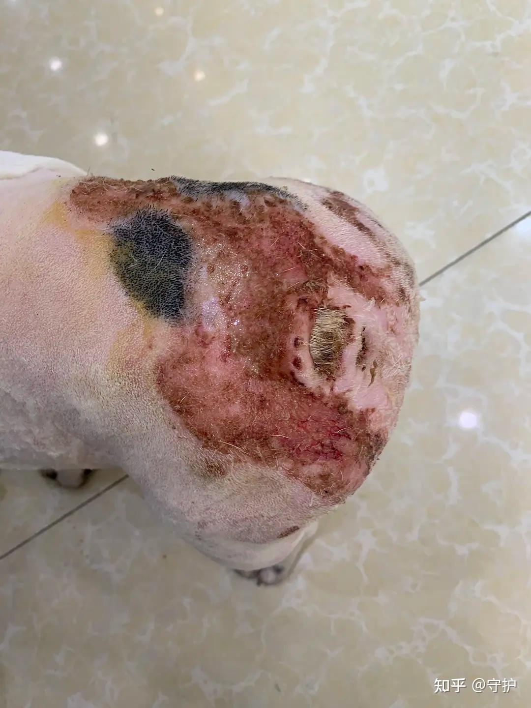 小法斗过敏性脓皮症反复有的治吗?