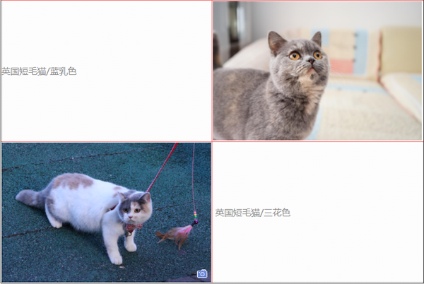 44种英国短毛猫cfa官方认可的颜色和常见英短猫颜色分类 英短有哪些花色 帮果网