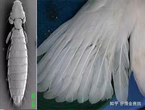 如果你的鸽子体外寄生虫比较严重了,一般可以在羽毛上面看到明显的