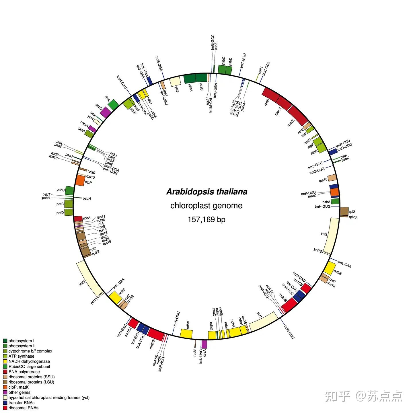 叶绿体基因组组装一步到位(Getorganelle) - 知乎