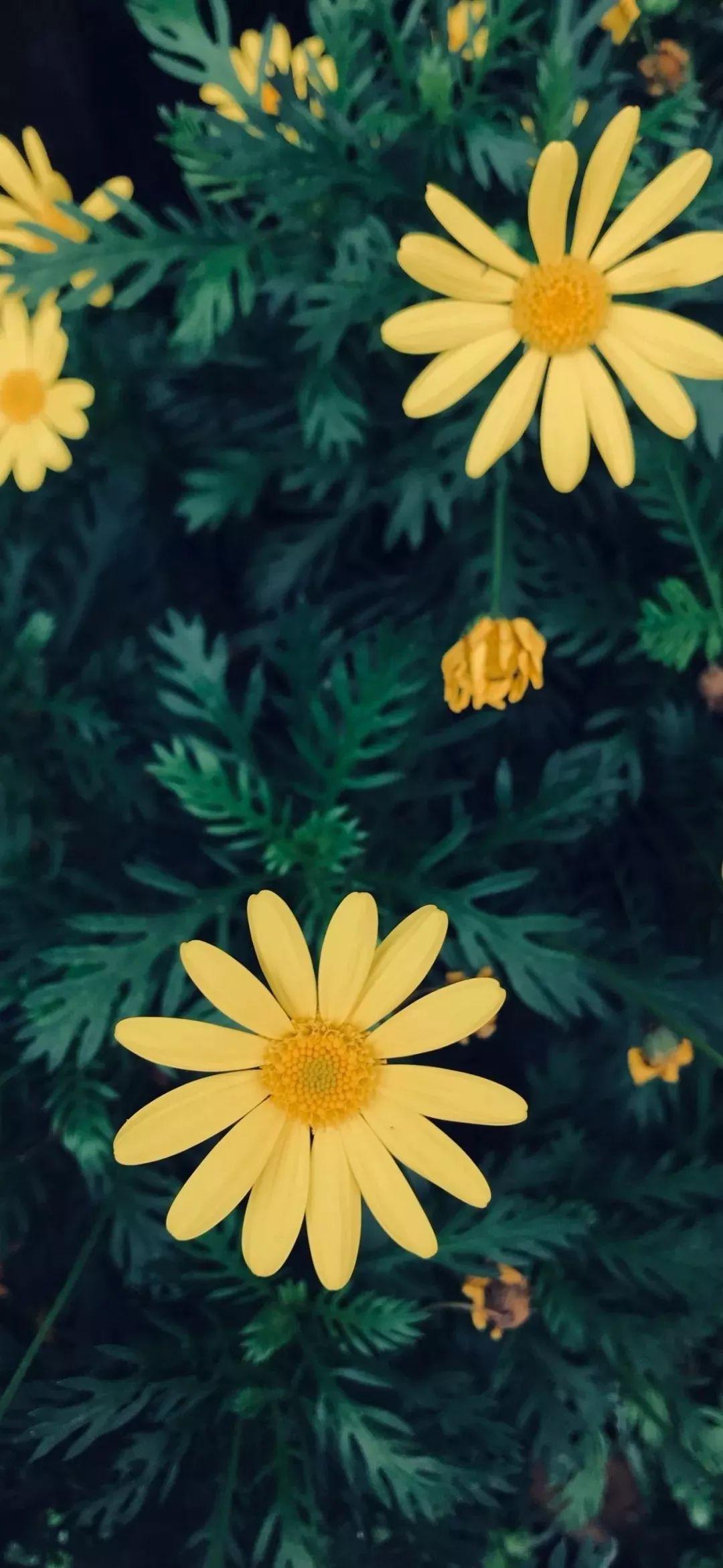 有第一眼就喜欢的手机平板的高清壁纸吗? - 知乎