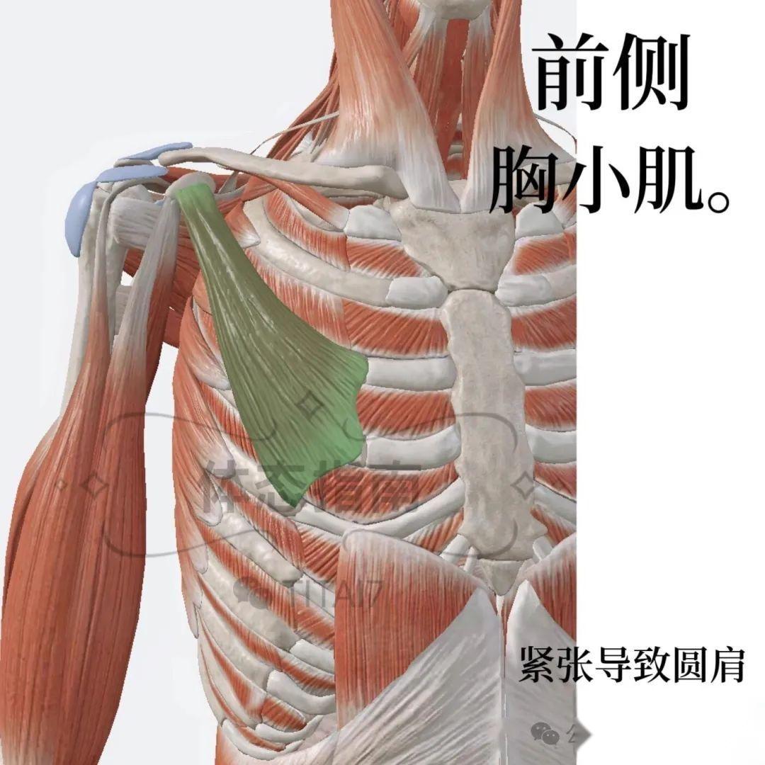 【头前伸】一篇文章告诉你关于探头的全部原因 - 知乎