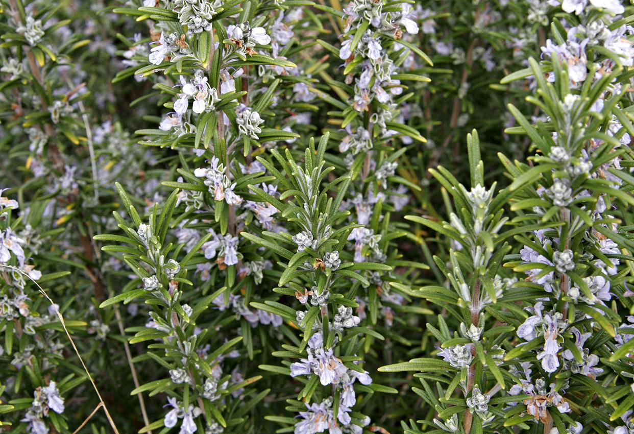 迷迭香的主要价值