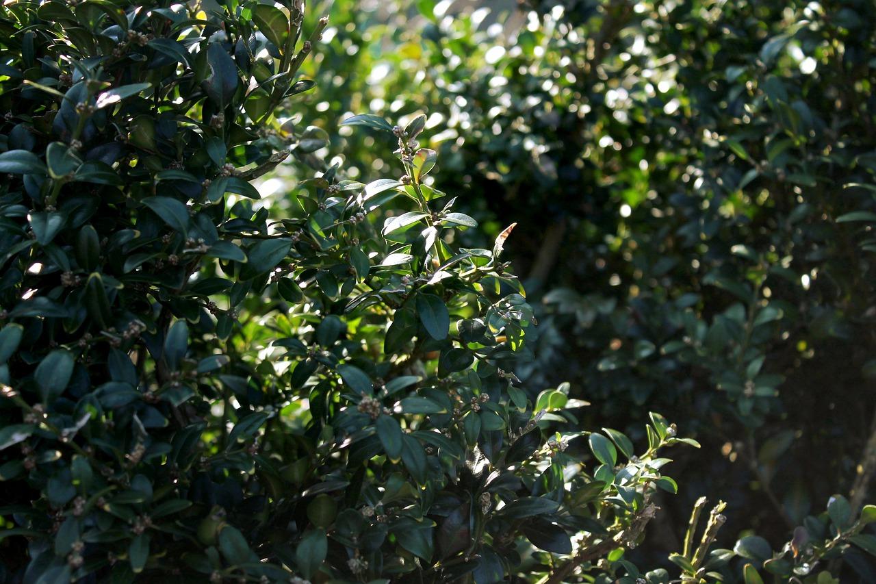 紫檀木串珠怎么盘