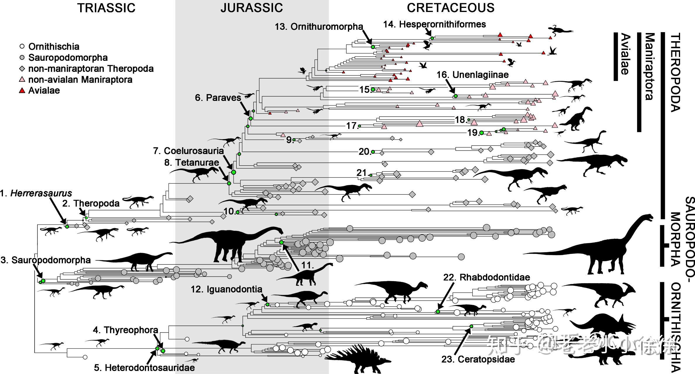 恐龙的演化过程-图库-五毛网