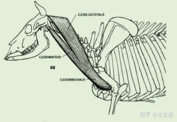动物肌肉-脖颈肌肉-05
