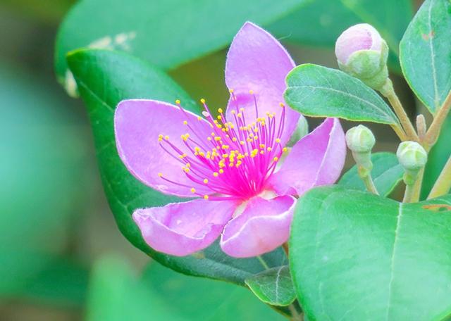 山上一野果子似缩小版酒杯市场上卖30元一斤