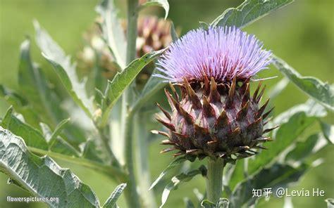 cardoon(刺棘薊,刺菜薊)