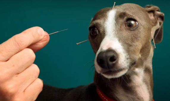 宠物针灸对动物来说安全吗?