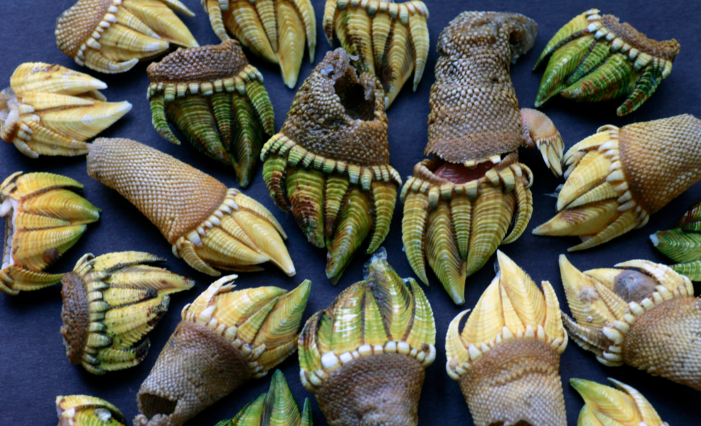 动物篇(17)·节肢动物门·甲壳亚门(外)