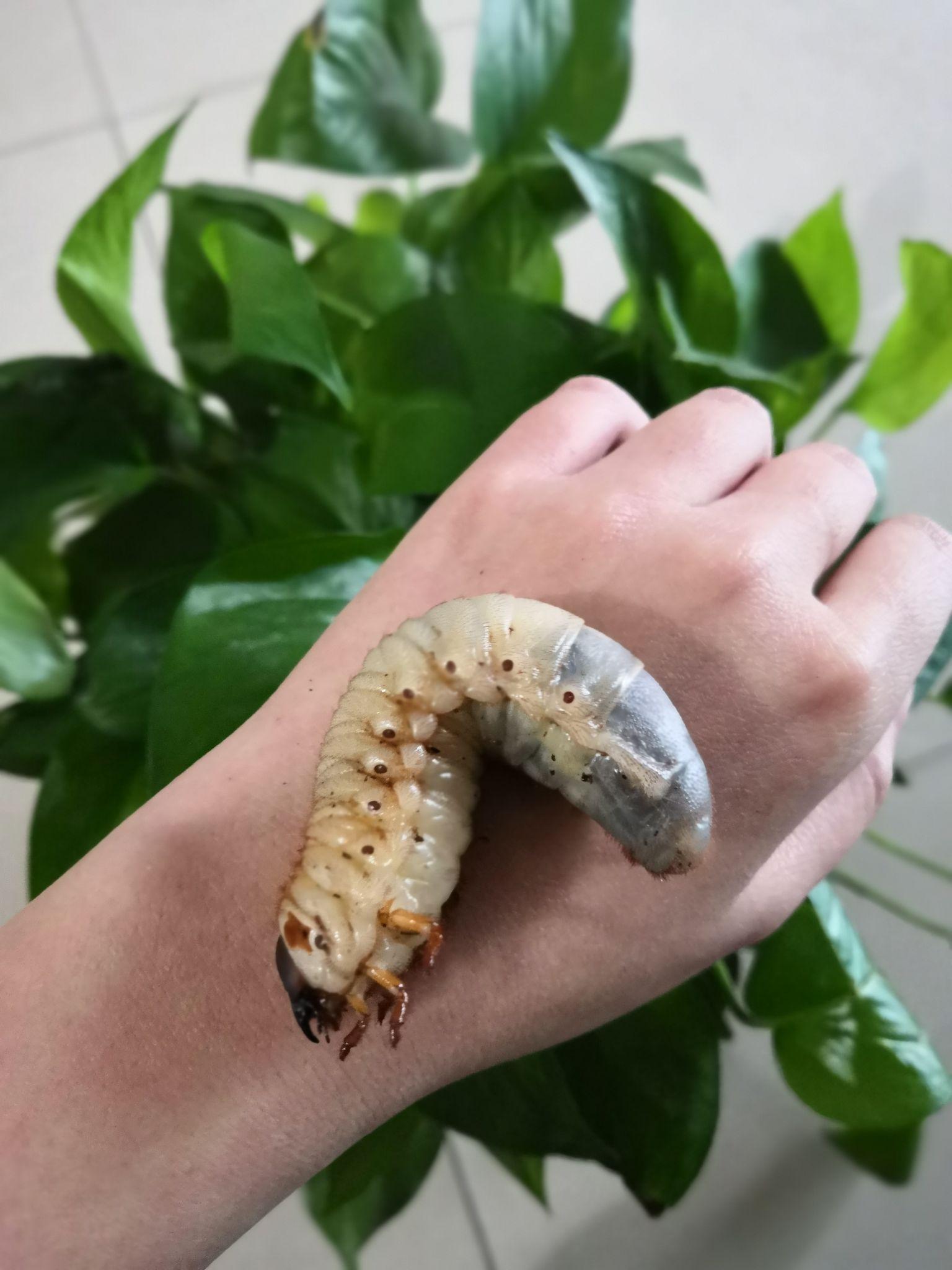 我是个女生,但是我喜欢虫子 ,尤其喜欢那种白白胖胖看起来很肥的虫子