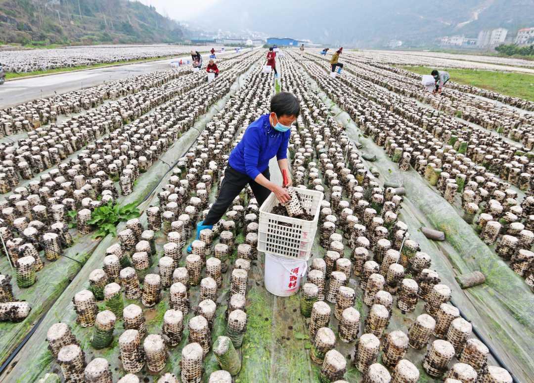 貴州印江鼓勵發展食用菌產業村民實現掙錢顧家兩不誤