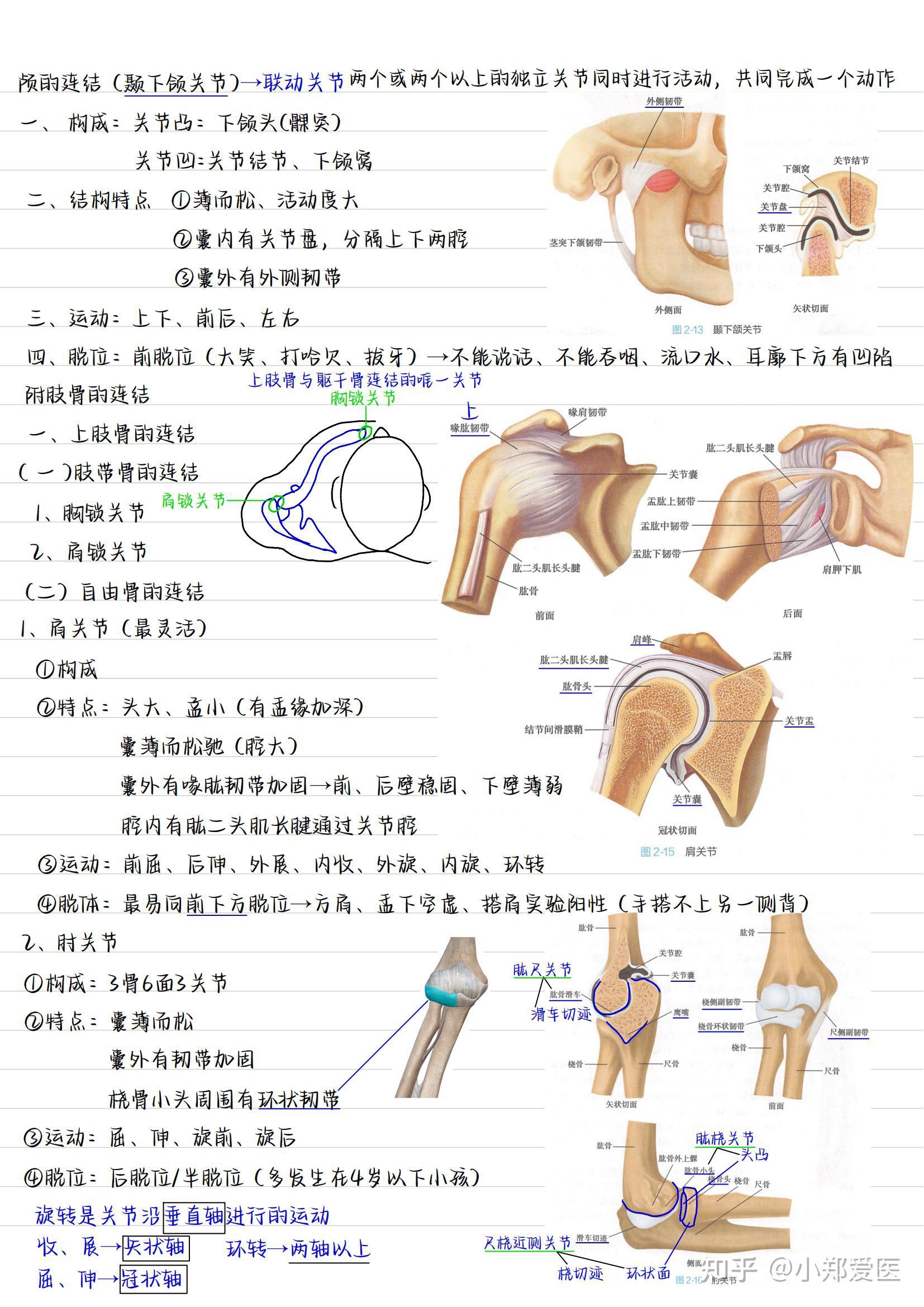系统解剖学手写笔记全套收藏 知乎 