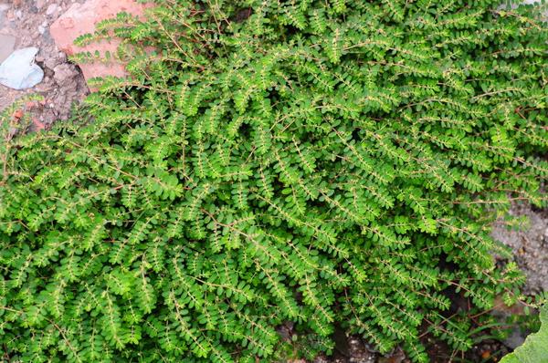 常见地锦草识别 - 知乎