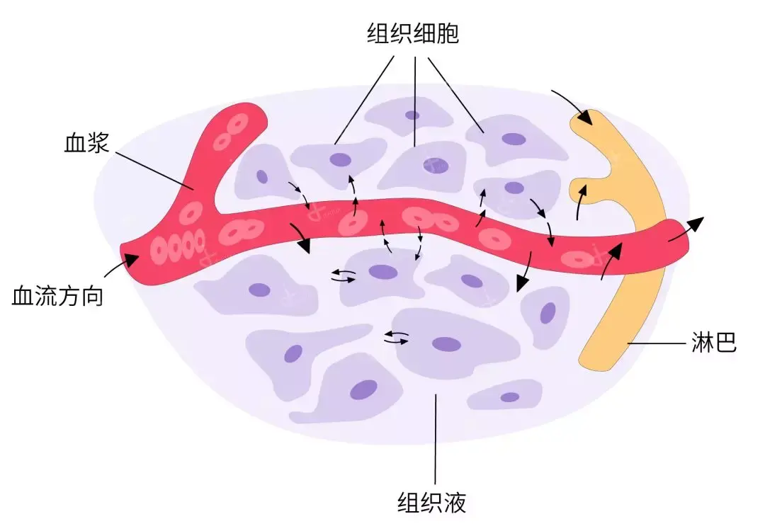 组织液是存在于细胞之间的液体,是普通细胞的生活环境,承担与细胞进行