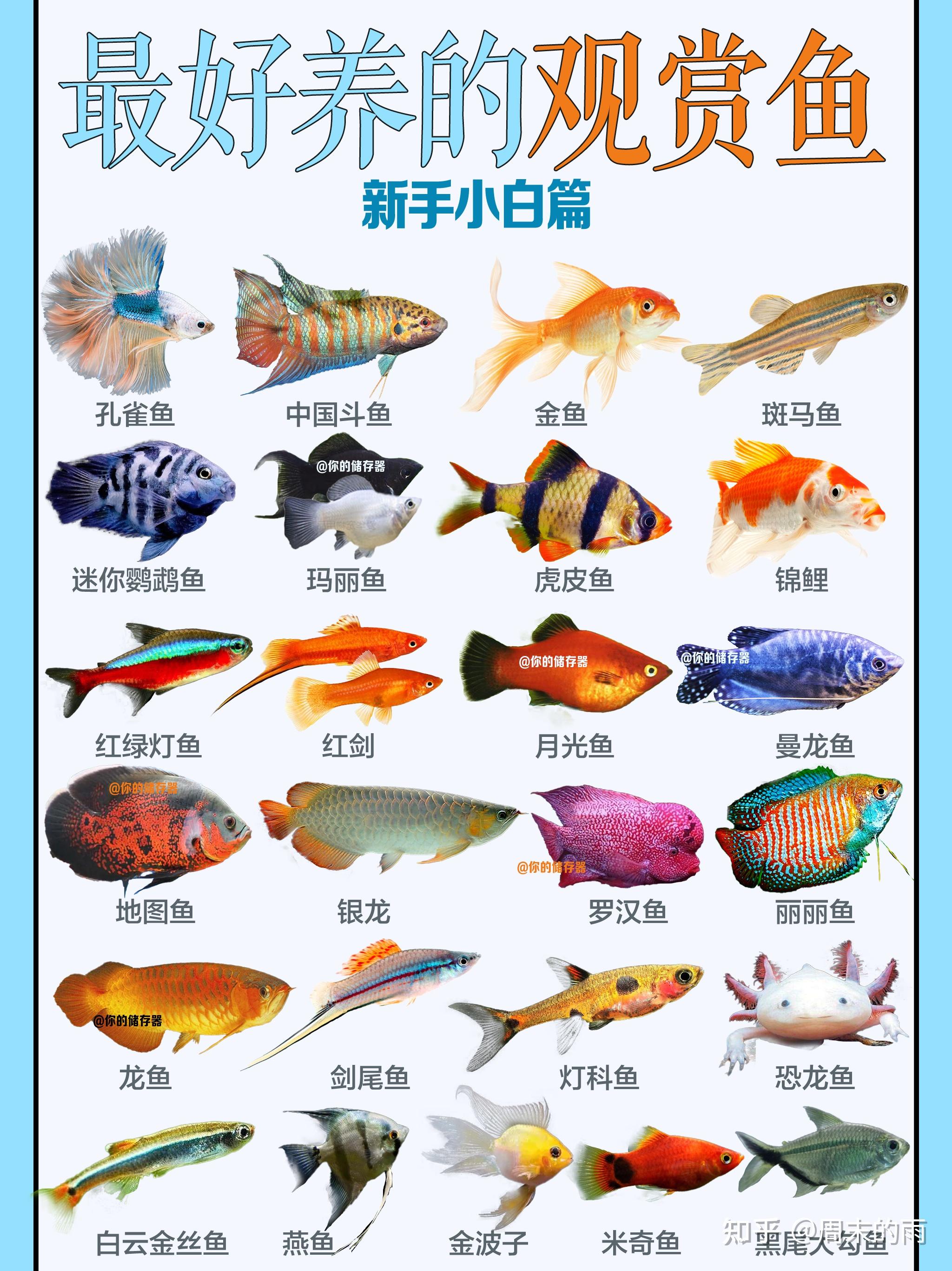 25种最值得养的几种鱼，新手小白必看 - 知乎