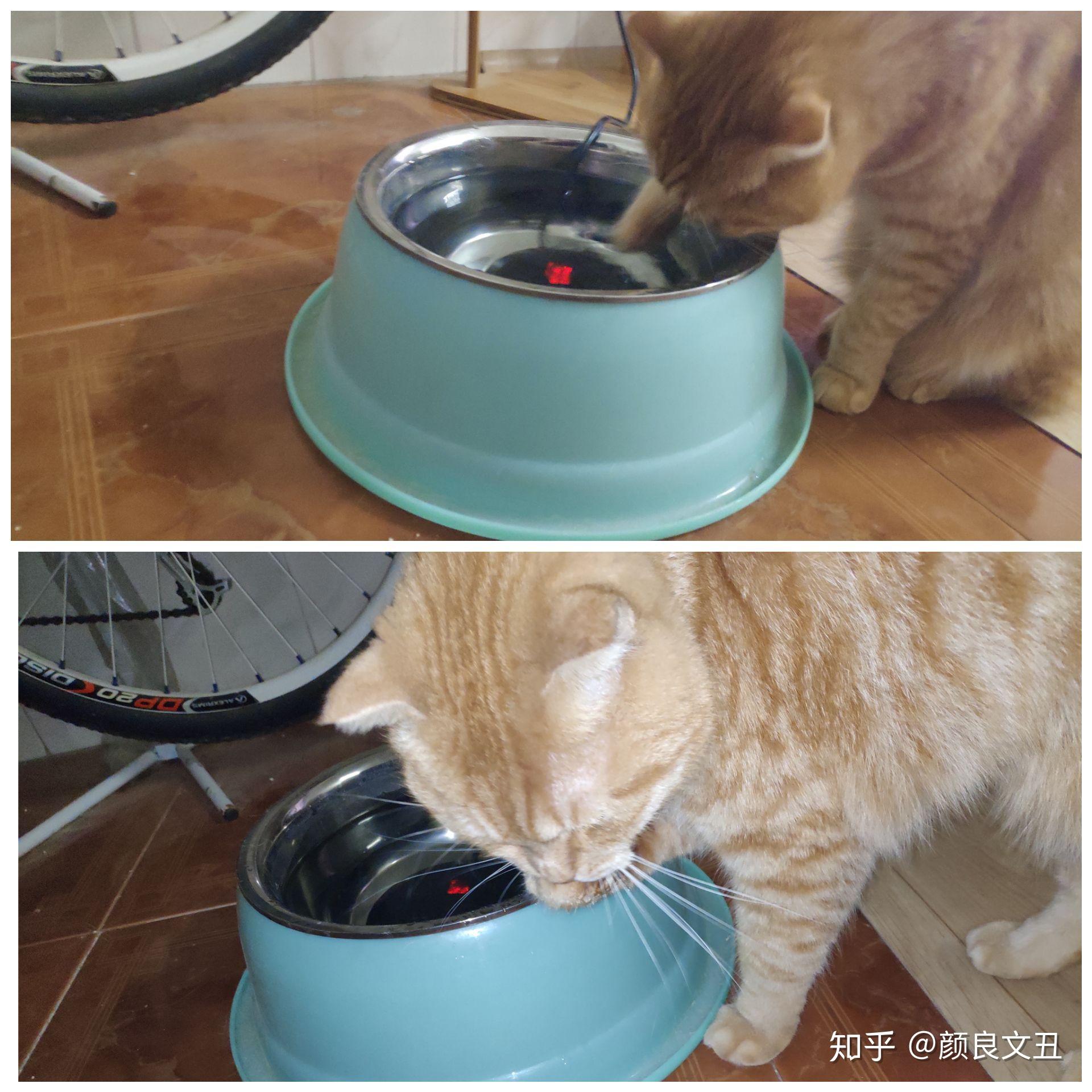 猫经常故意打翻水碗怎么办