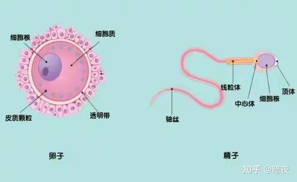 科学家研究发现:人类卵子对某种类型的精子更偏爱,甚至大大其提高受孕率 - 知乎