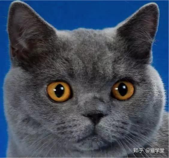 cfa英国短毛猫品种标准全新译本纯文字版79图图解版