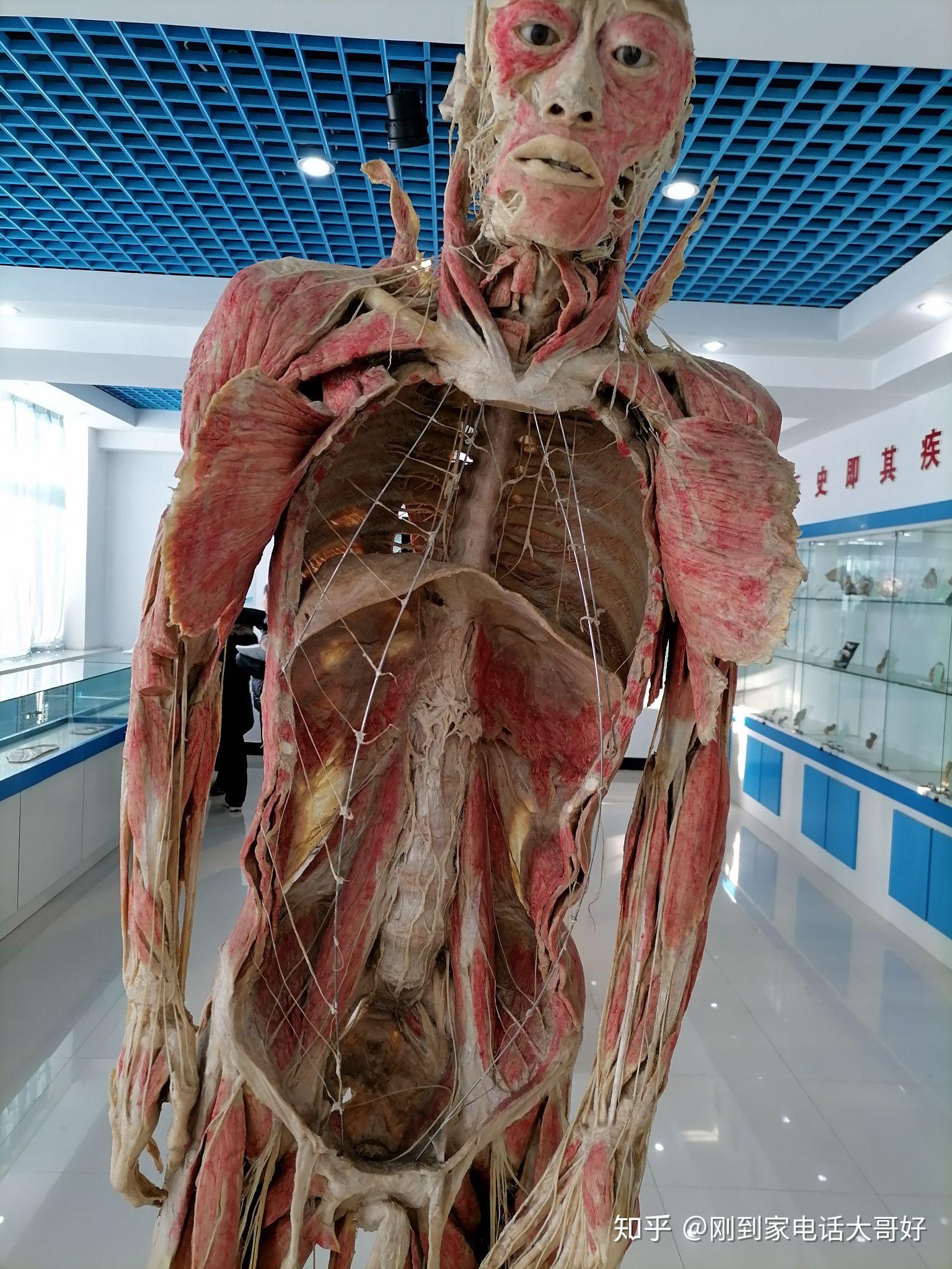 上完人体解剖课身心都感觉很难受是不是太矫情