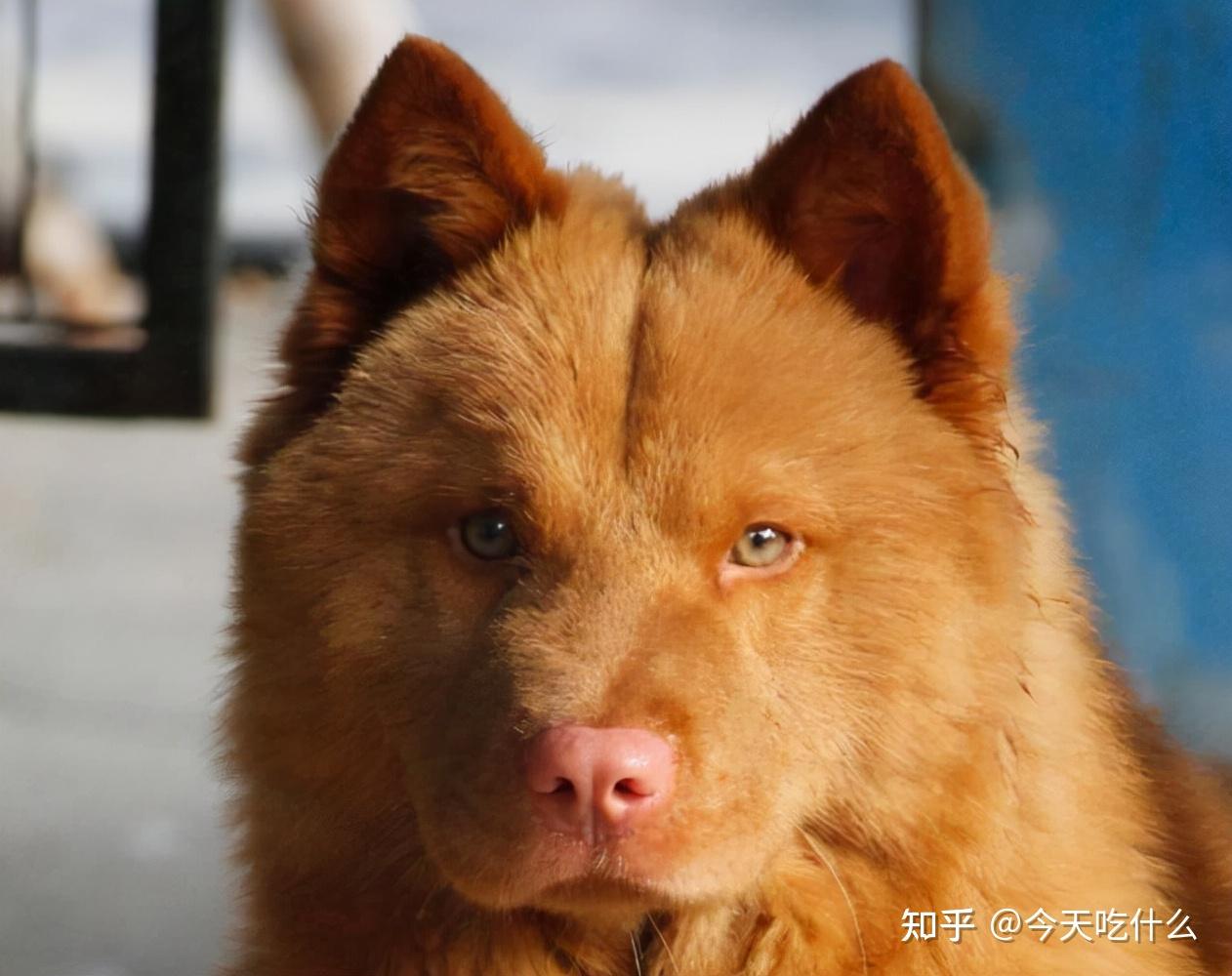 纯种中国福犬图片图片