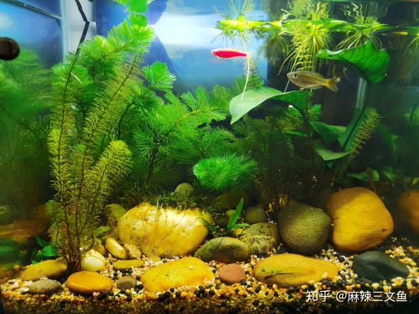 草缸新手入坑笔记 知乎
