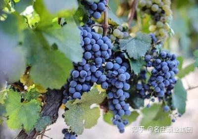 1分钟了解单宁是什么?教你懂葡萄酒 - 知乎