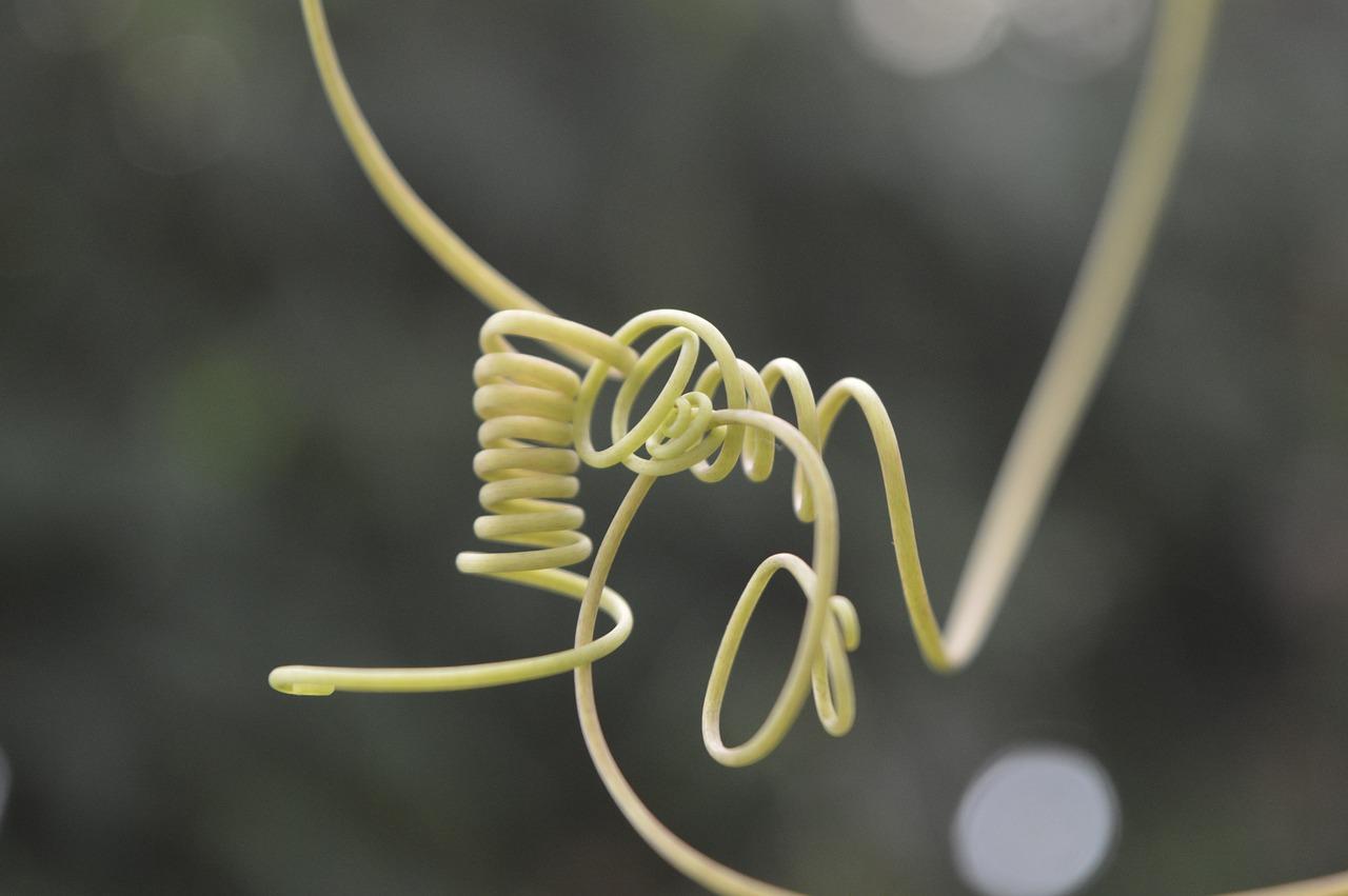 2. 藤本植物特点