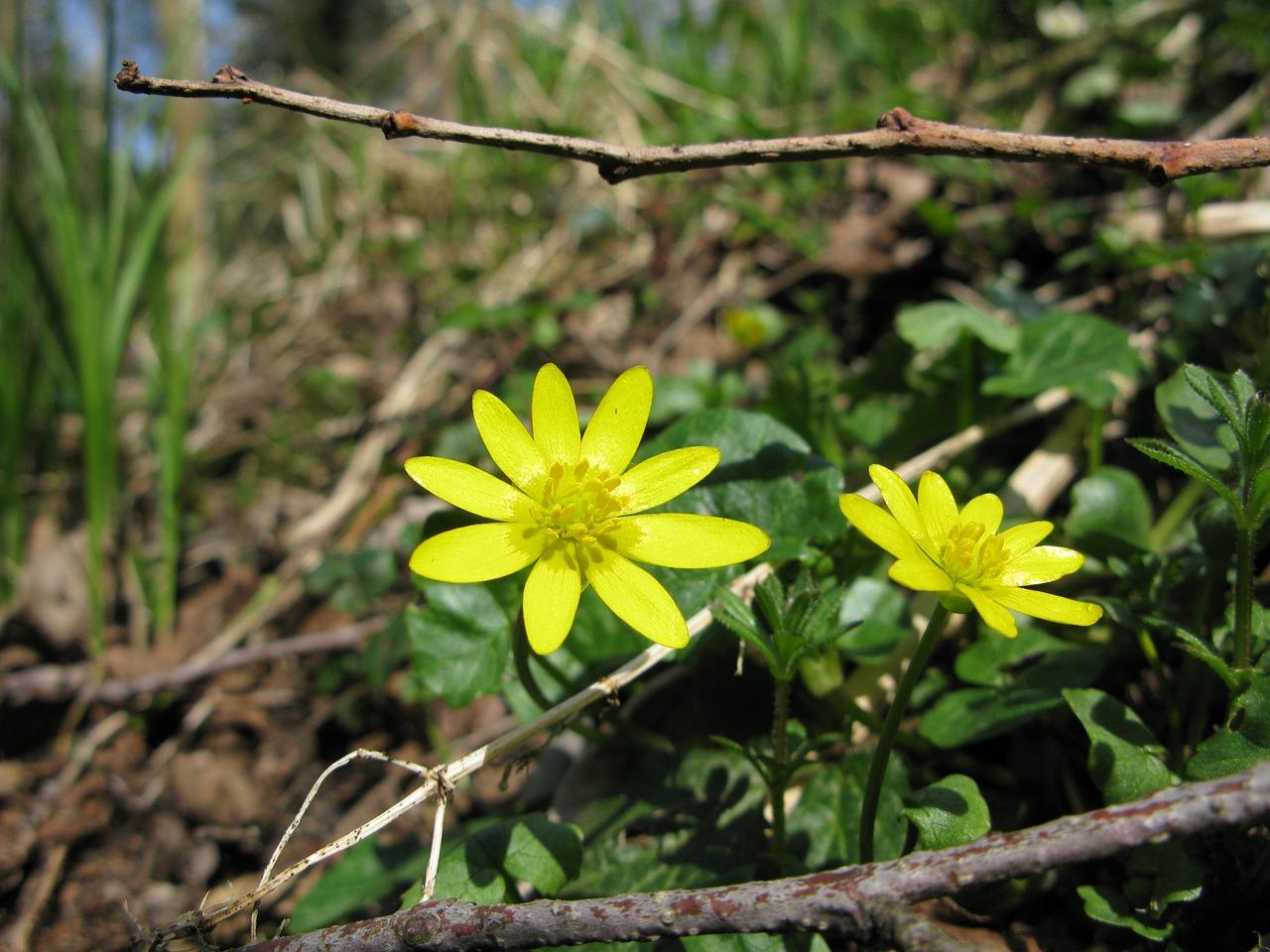 公子小白：穿越时空的少年奇遇