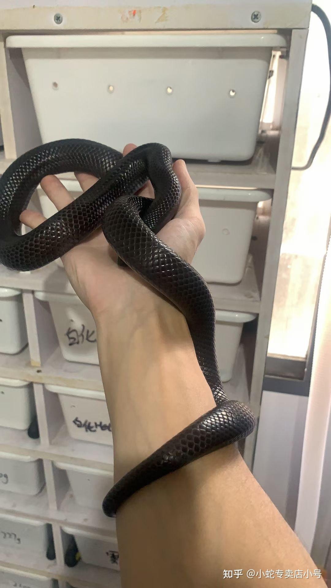 新手养白娘娘白化德州鼠蛇好养吗