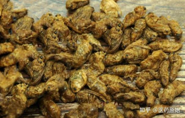 带你识别原蚕蛾 - 知乎