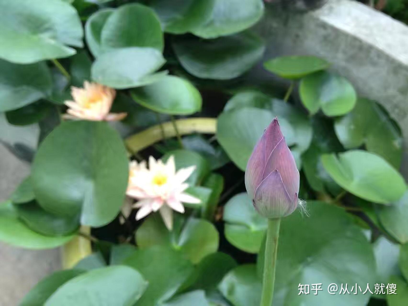 怎么在家种藕 v2-c7ca66d339e18073bd633e8696951cc8_r.jpg