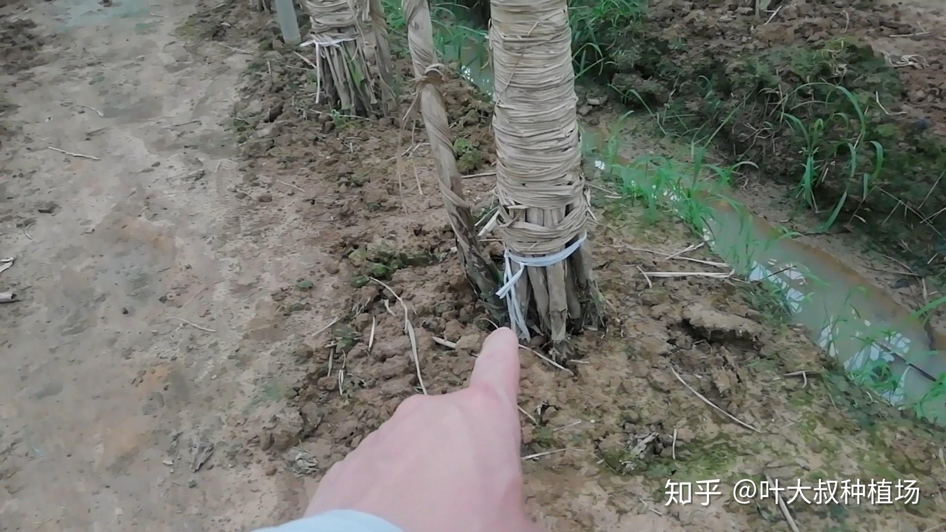 然后每一捆甘蔗都要绑一条绳子,然后把它固牢.