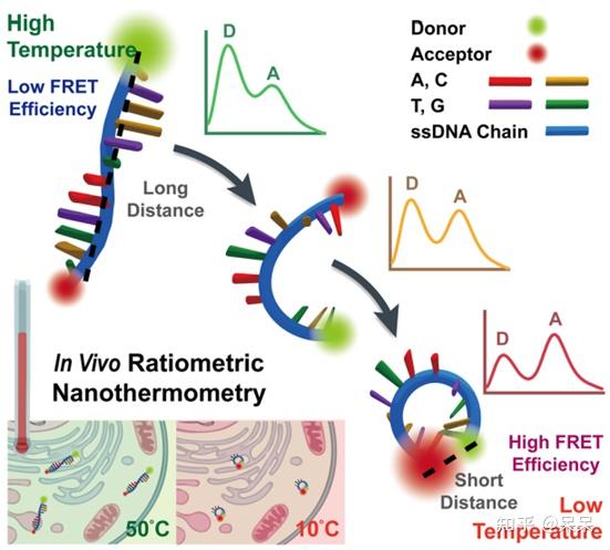 一文读懂荧光光谱技术 - 知乎