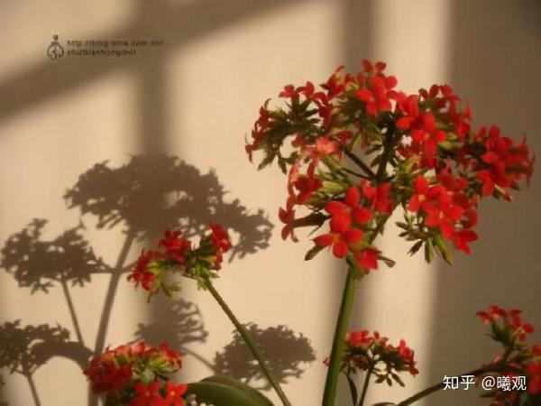 花影 宋 苏轼 - 知乎