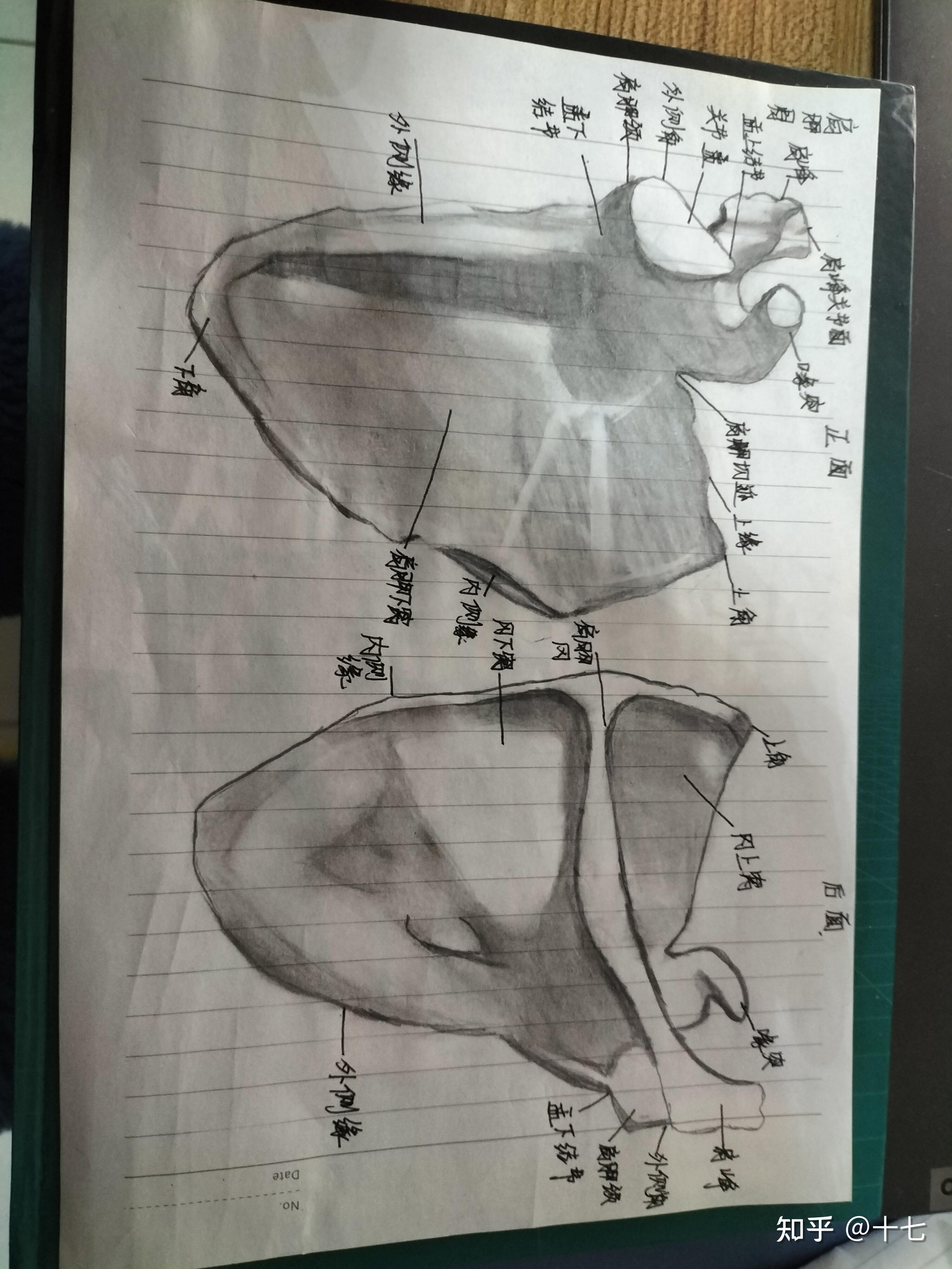 系统解剖学手绘图