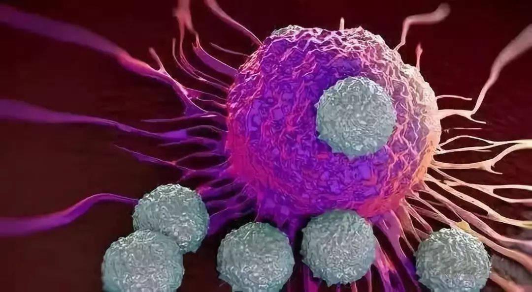 中科西部干细胞研究院干细胞与免疫细胞强强联合实现人体年轻态