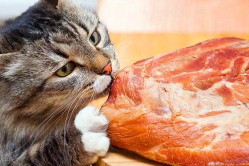 猫肉 知乎图片