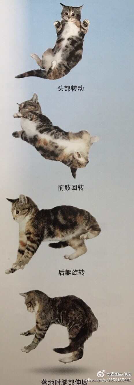 猫咪的翻正反射 - 知乎