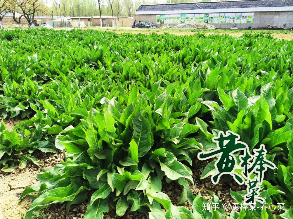 2,黄棒菜 返乡农民◆产业模式吸引农民回乡修复土地,升级生产资料种植