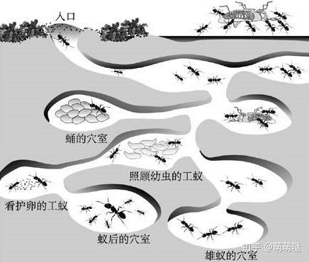如何根除家里的小黄蚂蚁家里蚂蚁泛滥了